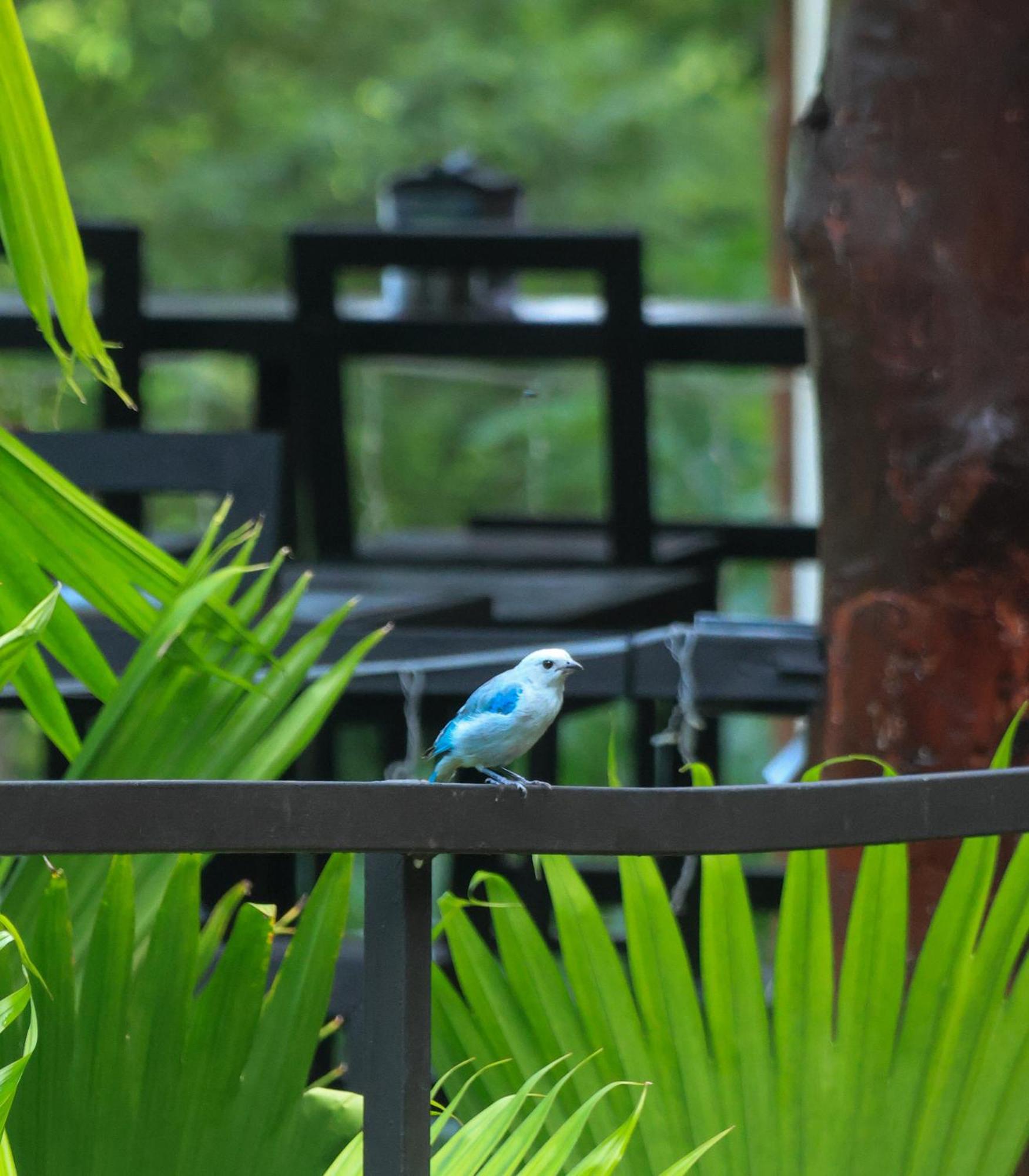 Hostel Plinio Nationalpark Manuel Antonio